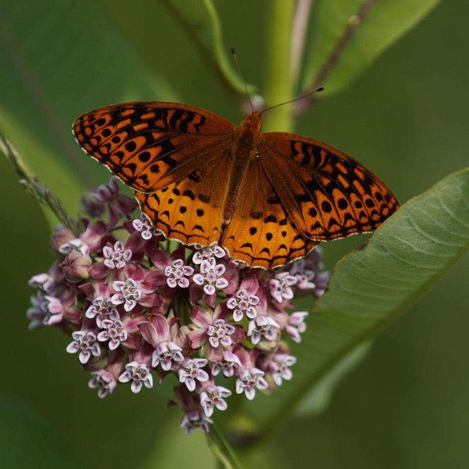 First national analysis finds America's butterflies are disappearing at 'catastrophic' rate